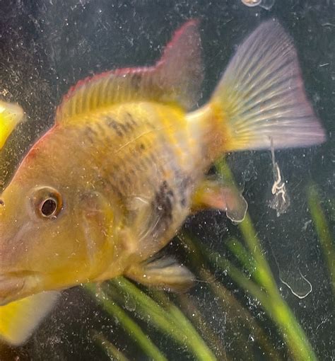 Geophagus – Angelfish Paradise