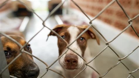 Georgetown Animal Shelter sees increase in distemper cases
