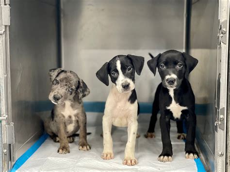 Georgetown spca. “Sussex County residents will benefit from a much-needed state-of-the-art facility almost immediately — much more quickly than we would have been able to provide,” said Delaware SPCA Georgetown... 