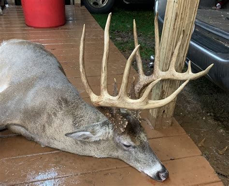 GON began the effort to compile records of Georgia bucks more than 30 years ago. The County-by-County records were first published in the early 1990s after years of traveling the state going through old boxes of score sheets, measuring racks, and following up on rumors of legendary bucks. Only racks measured by certified Boone &…. 