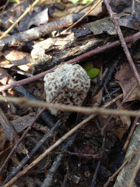  Morel mushrooms are a highly sought-afte