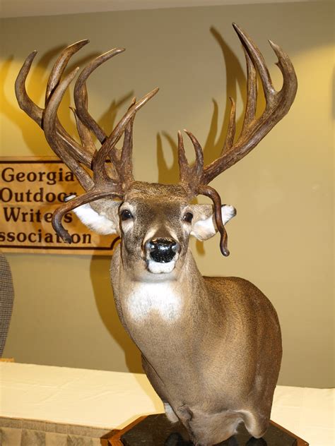 Please read the following information on what it takes to have a record deer. Boone & Crockett Club (Modern Gun) This publication lists ALL B&C entries that exceed the minimum of 160 typical and 185 non-typical (Approximately 1 in 10,000 bucks qualify). A wall plaque and certificate is issued to the owner by B&C.. 