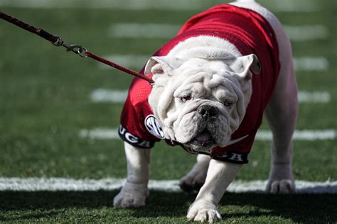 Georgia unveils English bulldog puppy Boom as new Uga mascot