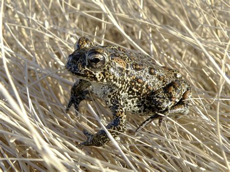 Geothermal developer wants to delist endangered Nevada toad