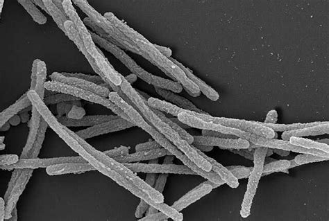 Geothrix fermentans Coates et al. - 700665 ATCC