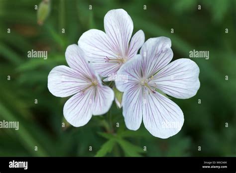 Geranium clarkei kashmir white Stock Photos and Images