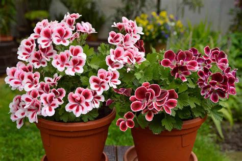 Geraniums: How to Plant, Grow, and Care for Pelargoniums The …