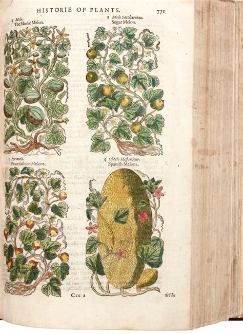 Gerard s herball or generall historie of plantes. - Necrópolis celtibérica de la dehesa en ayllón : fondos del museo de segovia.