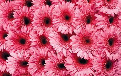 Gerbera Daisy Wallpapers Group (67+) - wallpaper-house.com