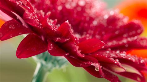 Gerbera Flower Red Raindrops