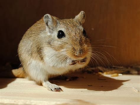 Gerbil pups for sale. Things To Know About Gerbil pups for sale. 