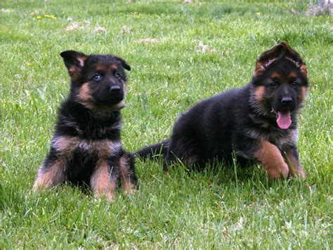German Bloodline German Shepherd Puppies For Sale