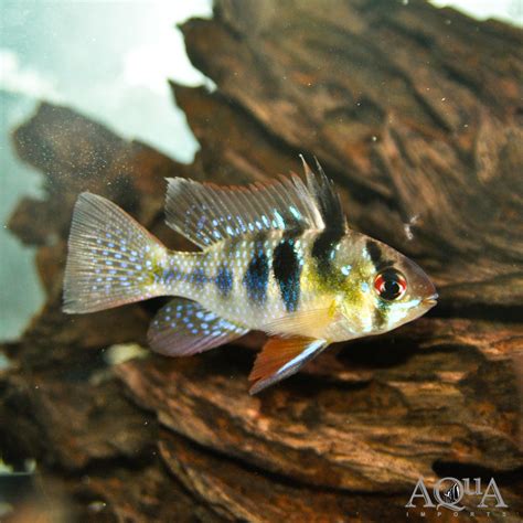 German Blue Ram (Mikrogeophagus ramirezi) - Aqua Imports