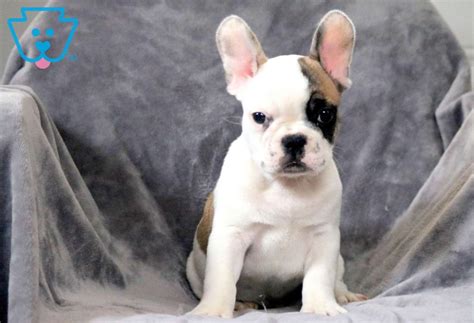 German Bulldog Puppies For Sale