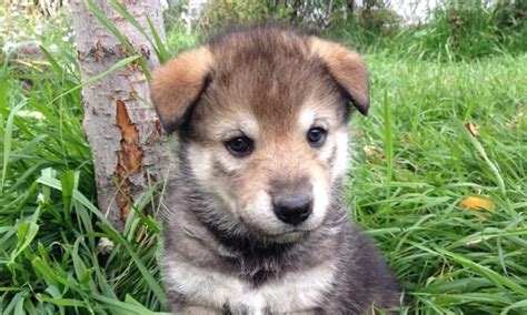German Shepherd And Wolf Mix Puppies For Sale