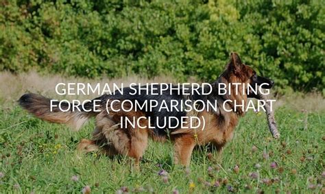 German Shepherd Biting Force (Comparison Chart Included