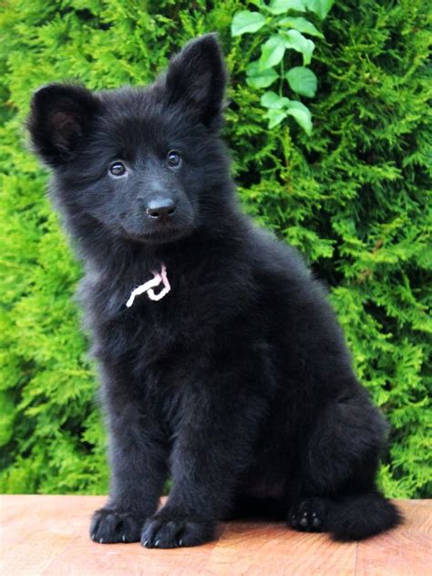 German Shepherd Black Dog Puppy