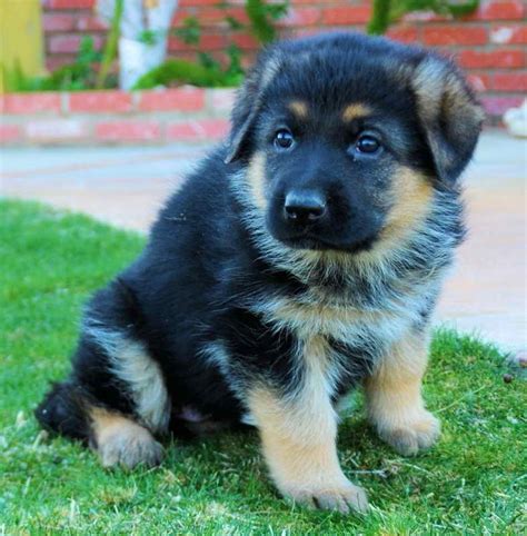 German Shepherd Chow Mix Puppies For Sale