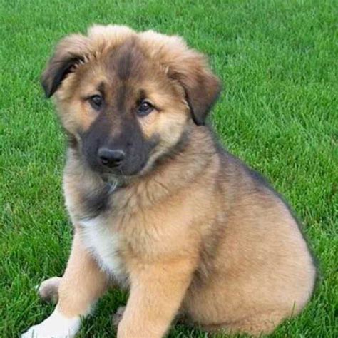 German Shepherd Collie Puppy