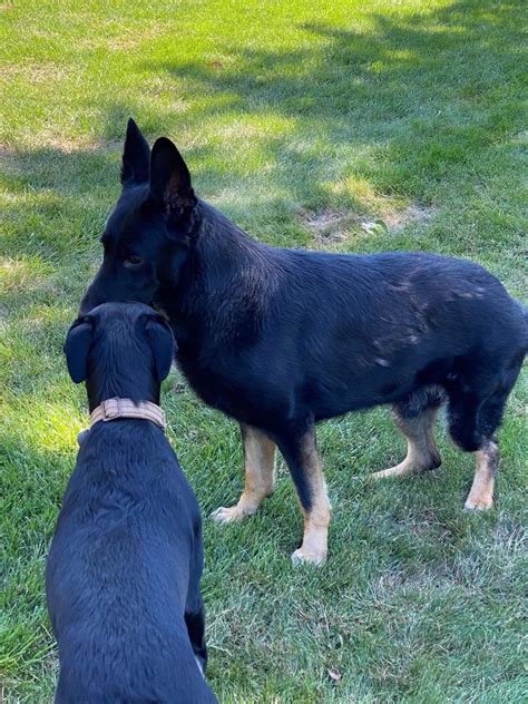 German Shepherd Dog Club of Minneapolis & St. Paul