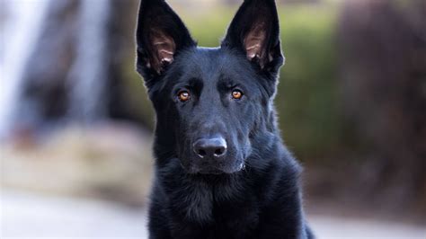 German Shepherd Guard Dog Puppies For Sale