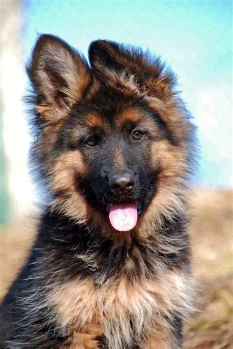 German Shepherd Long Coat Puppy