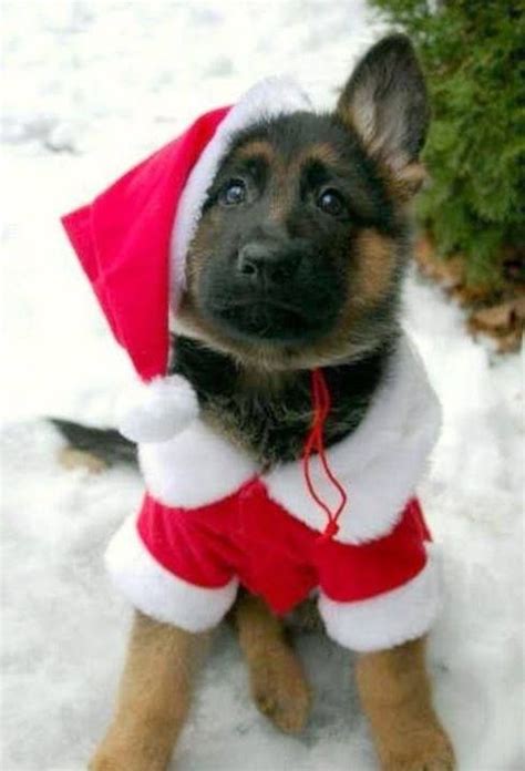 German Shepherd Puppies Available For Christmas