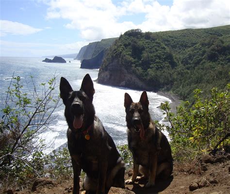 German Shepherd Puppies Big Island Hawaii