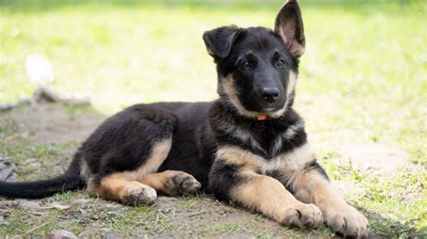 German Shepherd Puppies For Adoption In Jacksonville Fl