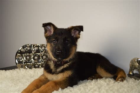 German Shepherd Puppies For Sale Brooklyn Ny