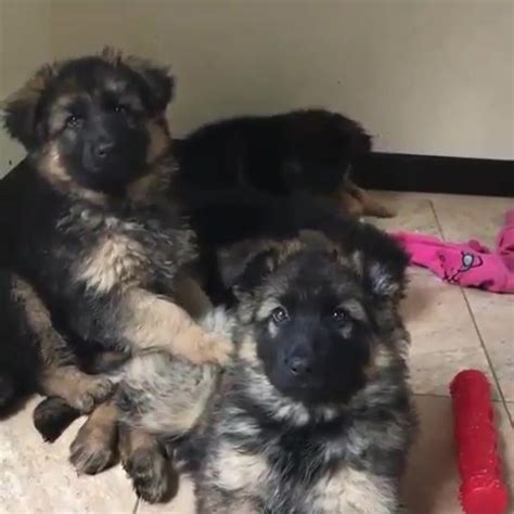 German Shepherd Puppies For Sale In Beckley Wv