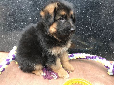 German Shepherd Puppies For Sale In Charleston Sc