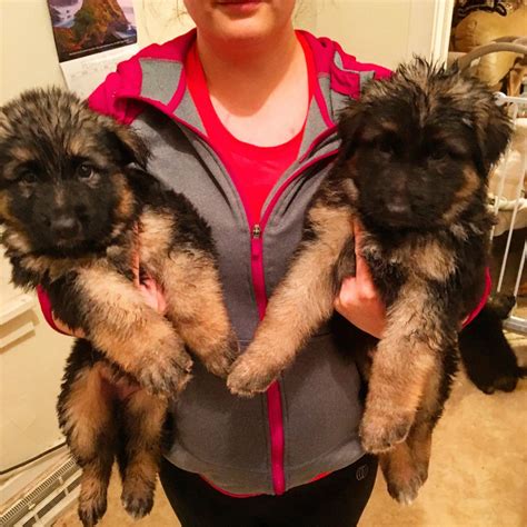 German Shepherd Puppies For Sale In Duluth Mn