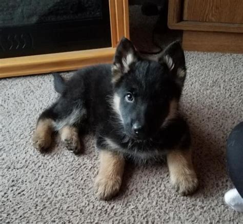 German Shepherd Puppies For Sale In East Tennessee