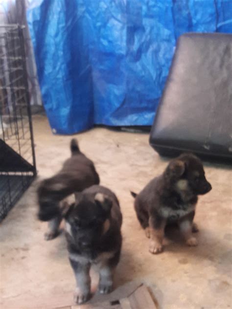 German Shepherd Puppies For Sale In Las Cruces Nm