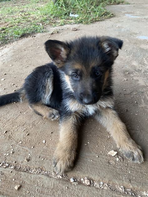 German Shepherd Puppies For Sale In New Mexico