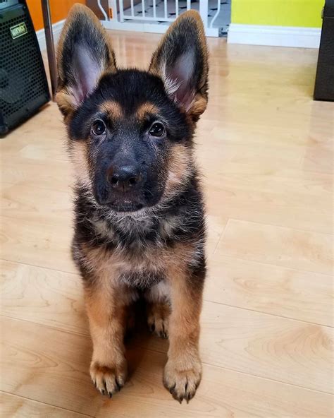 German Shepherd Puppies For Sale In Norfolk And Suffolk