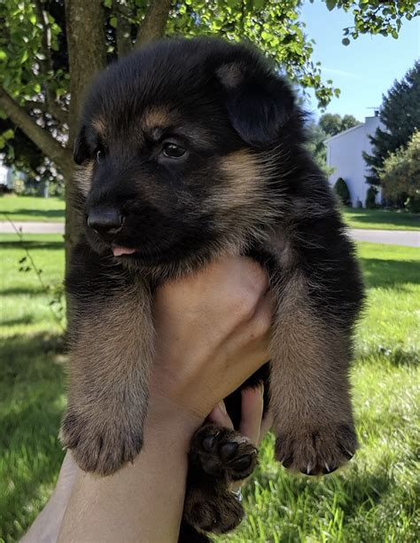 German Shepherd Puppies For Sale In Northern Michigan