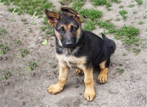 German Shepherd Puppies For Sale In Northwest Arkansas