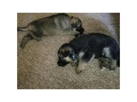 German Shepherd Puppies For Sale In Wisconsin Rapids
