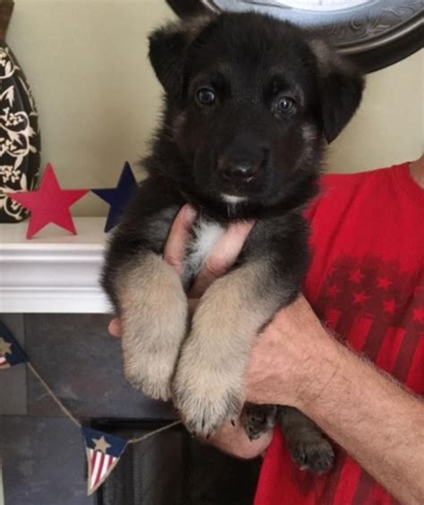 German Shepherd Puppies For Sale Kansas City Area