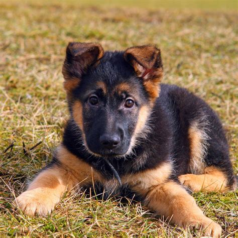 German Shepherd Puppies For Sale Orlando