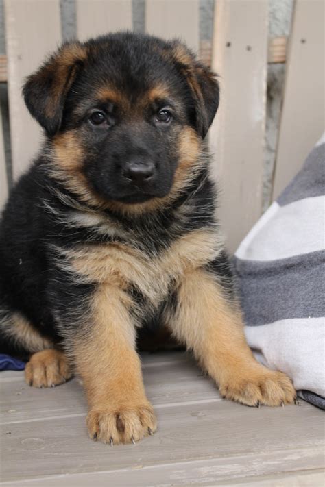 German Shepherd Puppies For Sale Riverside Ca