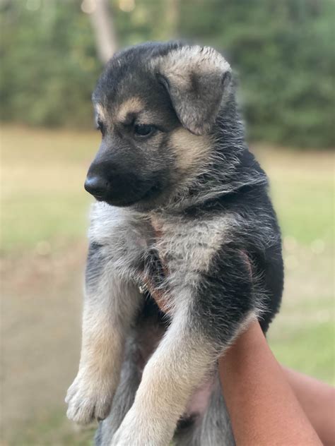 German Shepherd Puppies For Sale South Carolina