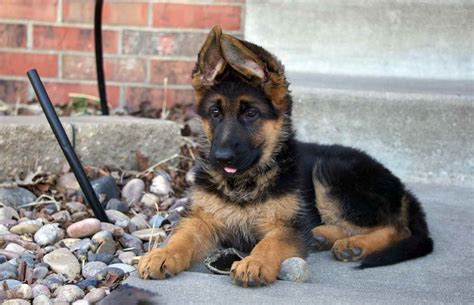 German Shepherd Puppies For Sale Wichita Ks