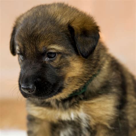 German Shepherd Puppies For Sale Without Papers