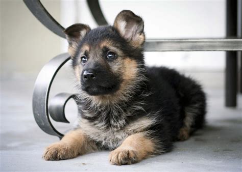 German Shepherd Puppies Information