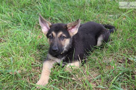German Shepherd Puppies Nebraska For Sale