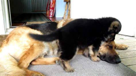 German Shepherd Puppies Playing With Mom