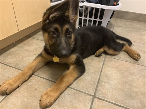 German Shepherd Puppies Ri